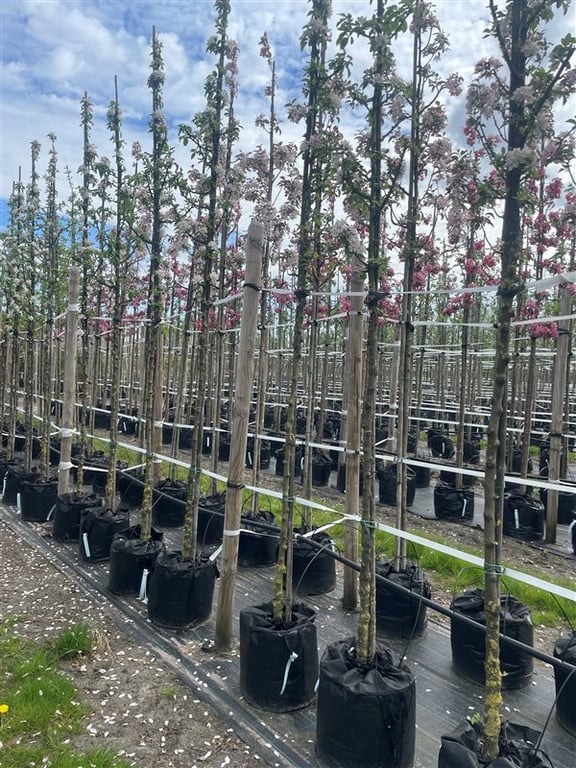 Malus ‘Golden Hornet’