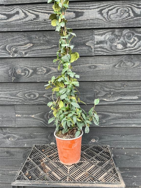 Trachelospermum jasminoides
