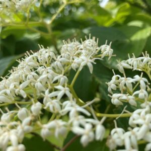 Trachelospermum jasminoides