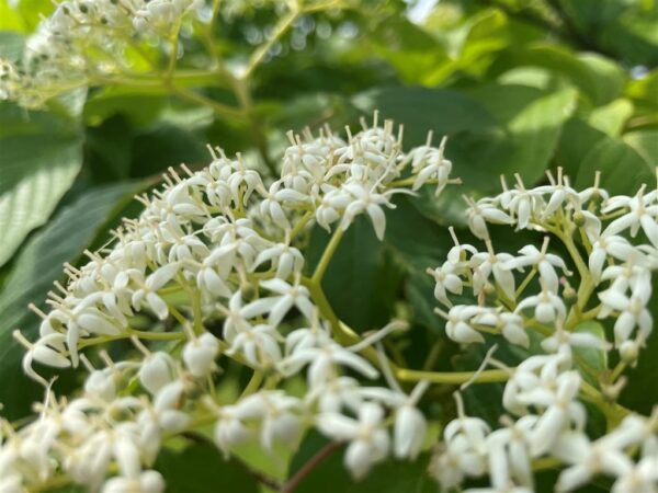 Trachelospermum jasminoides