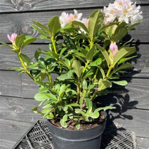 Rhododendron ‘Cunningham’s White’