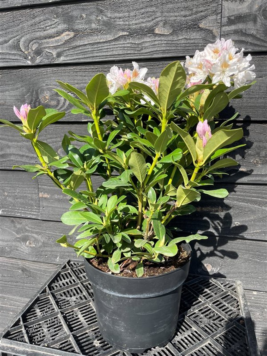 Rhododendron ‘Cunningham’s White’