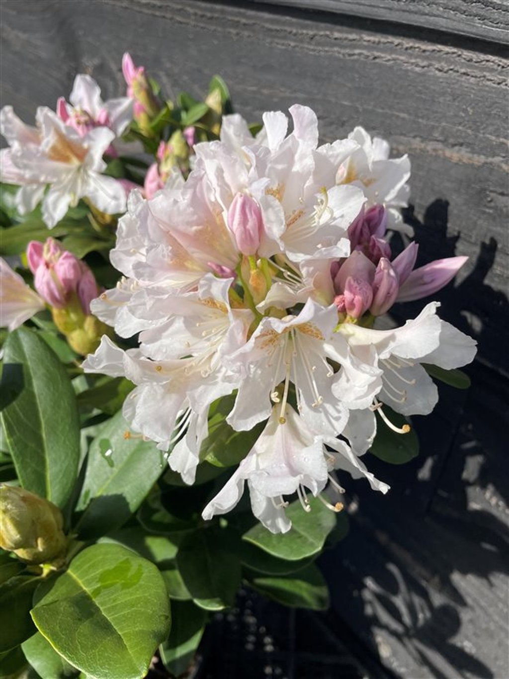 Rhododendron ‘Cunningham’s White’
