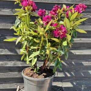Rhododendron (P) ‘Polarnacht’