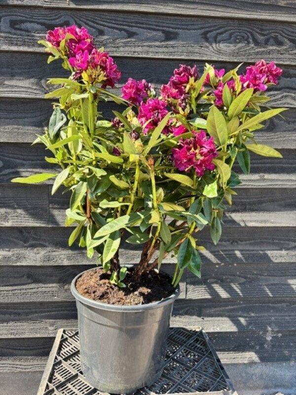 Rhododendron (P) ‘Polarnacht’