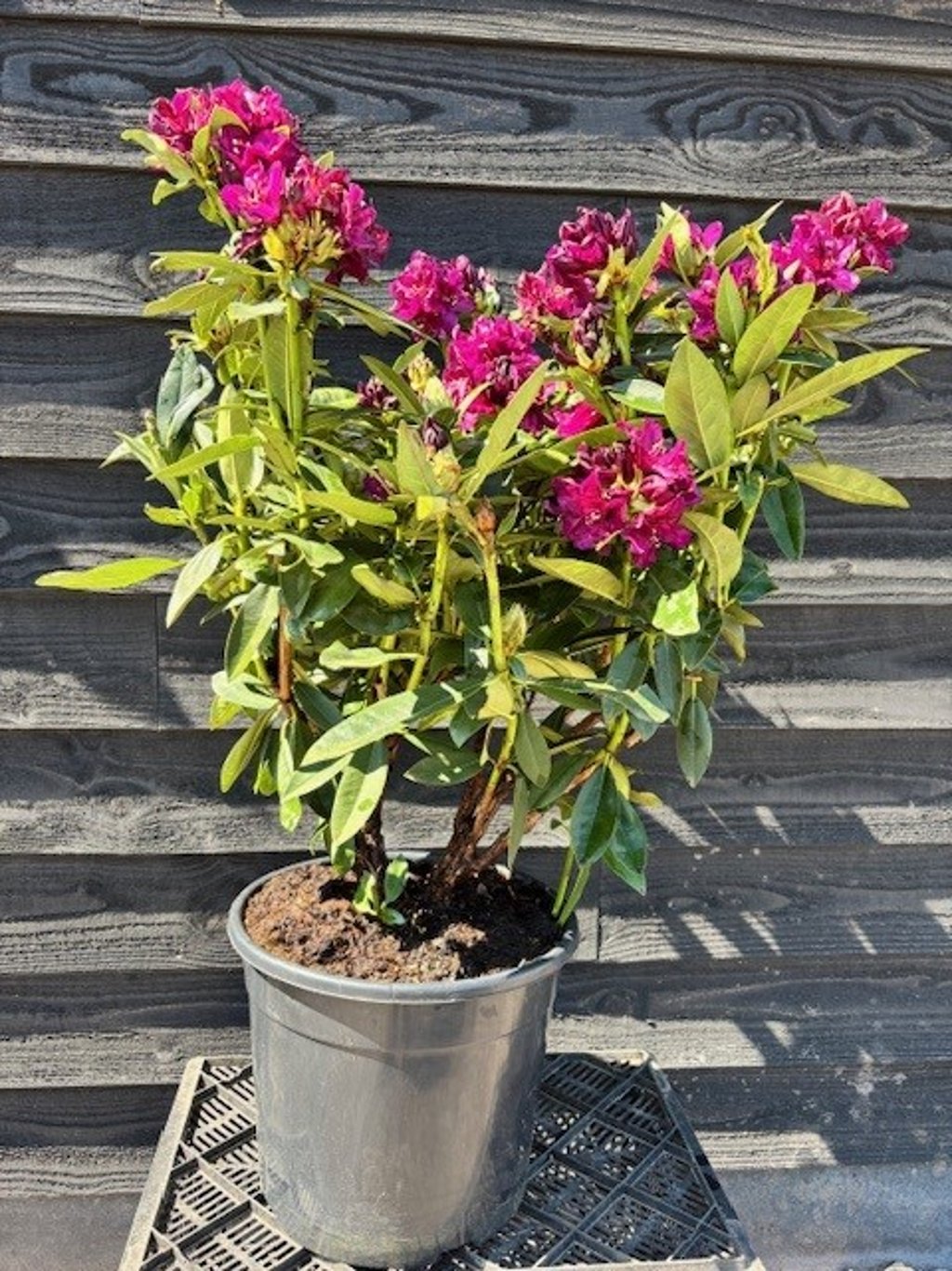 Rhododendron (P) ‘Polarnacht’
