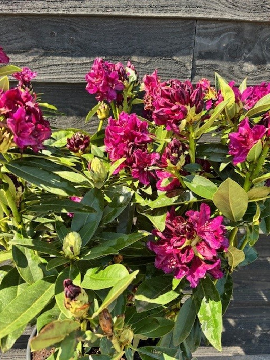 Rhododendron (P) ‘Polarnacht’