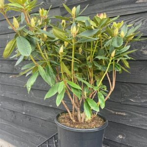 Rhododendron ‘Vulcan’