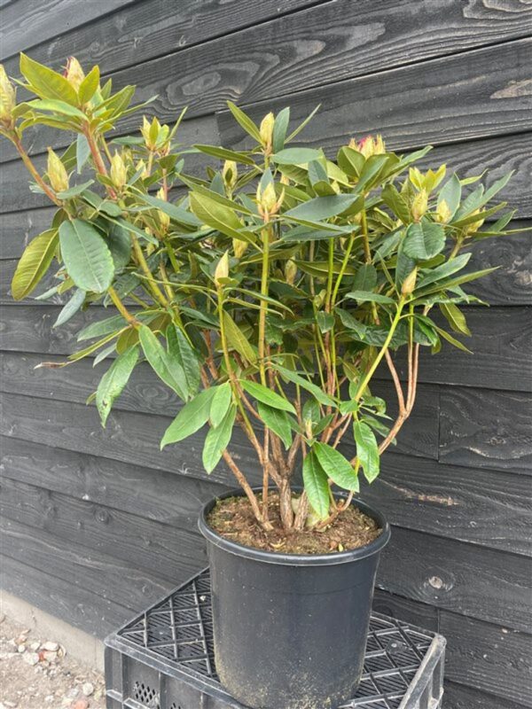 Rhododendron ‘Vulcan’
