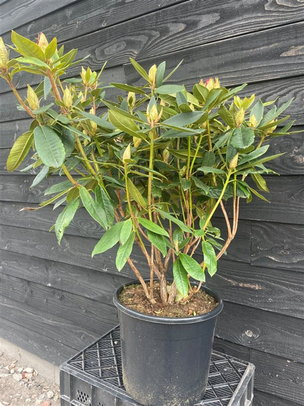 Rhododendron ‘Vulcan’