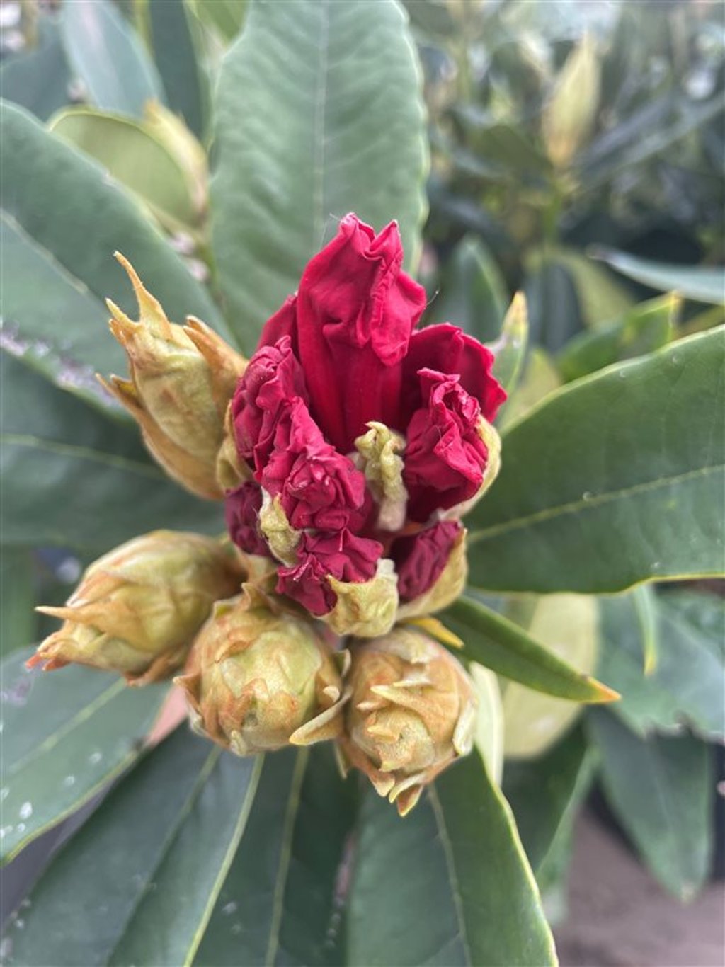 Rhododendron ‘Vulcan’