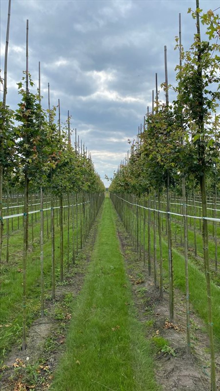 Acer campestre