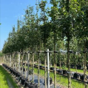Acer campestre