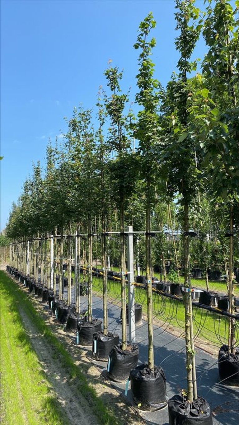 Acer campestre