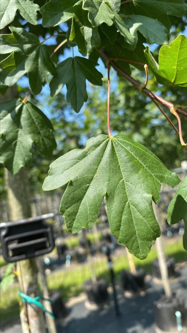 Acer campestre
