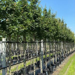 Acer campestre ‘Elsrijk’