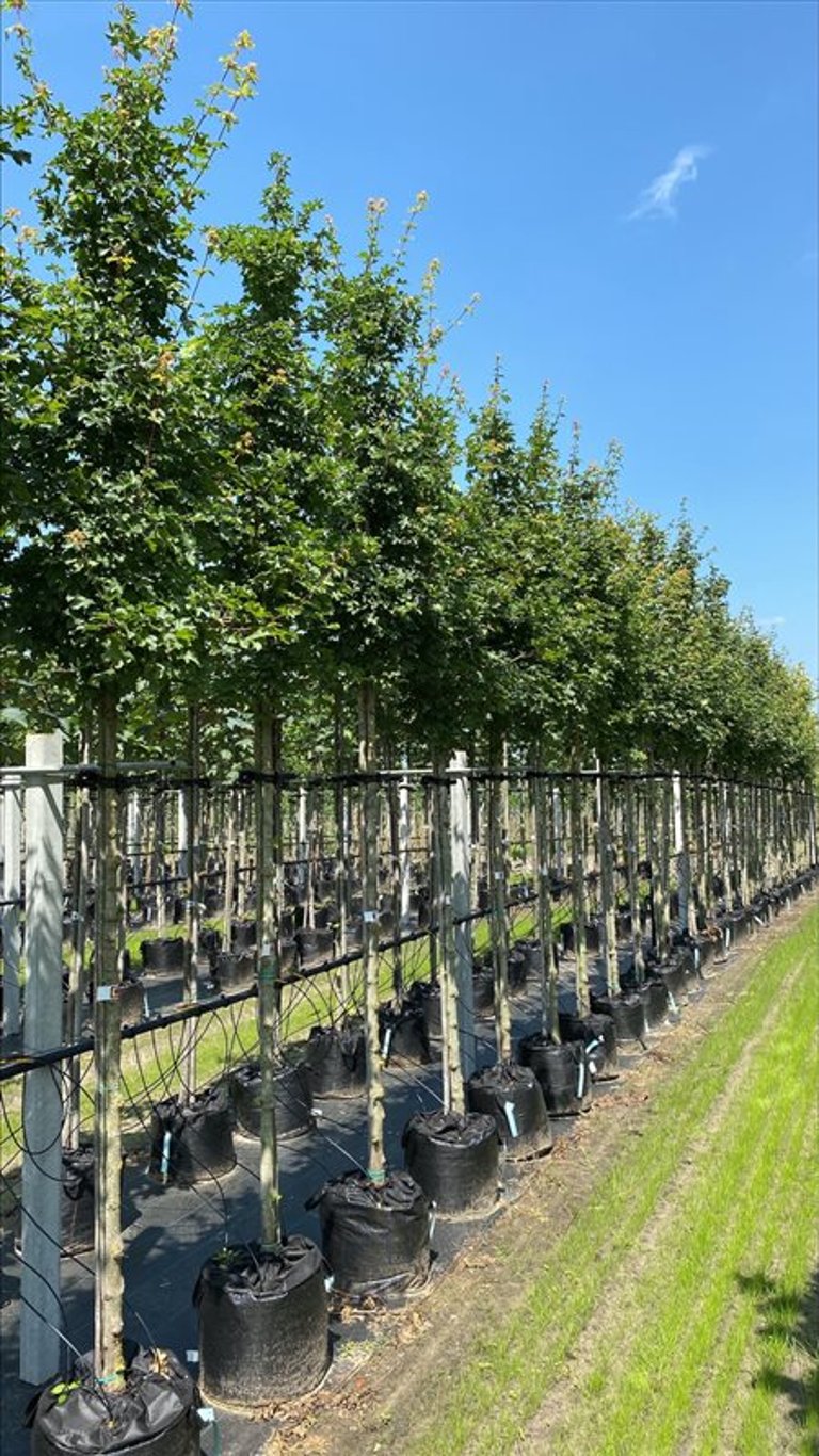 Acer campestre ‘Elsrijk’