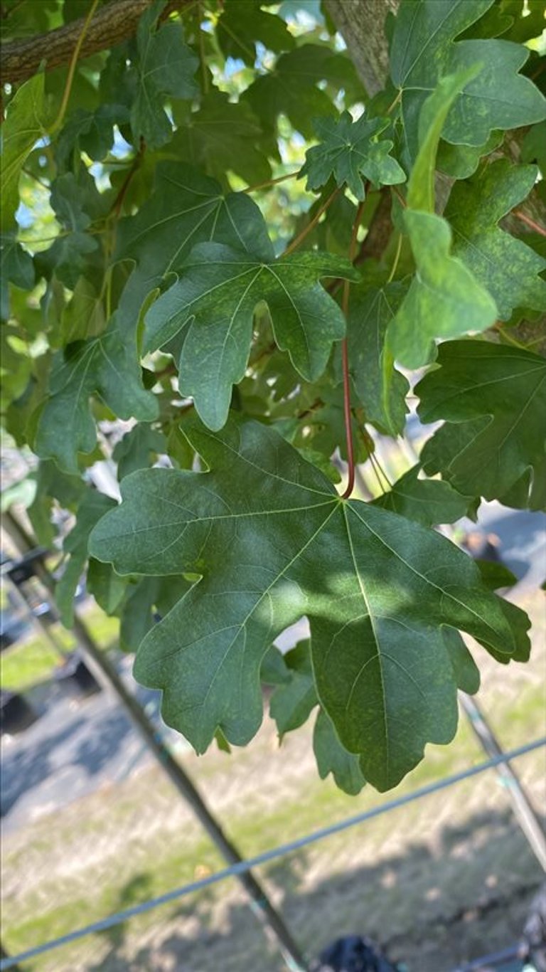 Acer campestre ‘Elsrijk’