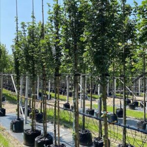 Acer campestre ‘Lienco’