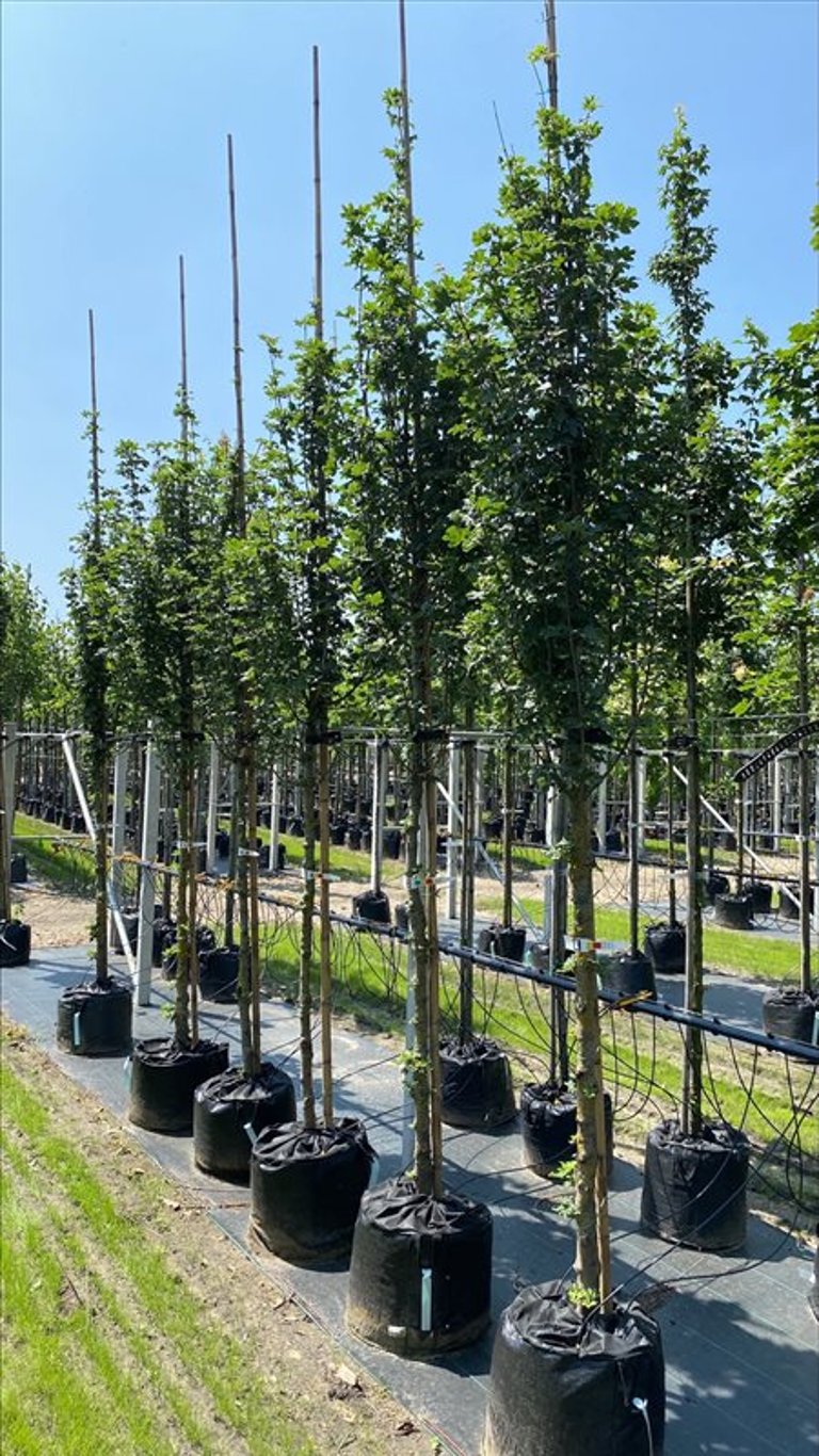 Acer campestre ‘Lienco’