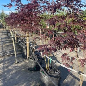 Acer pal. ‘Fireglow’