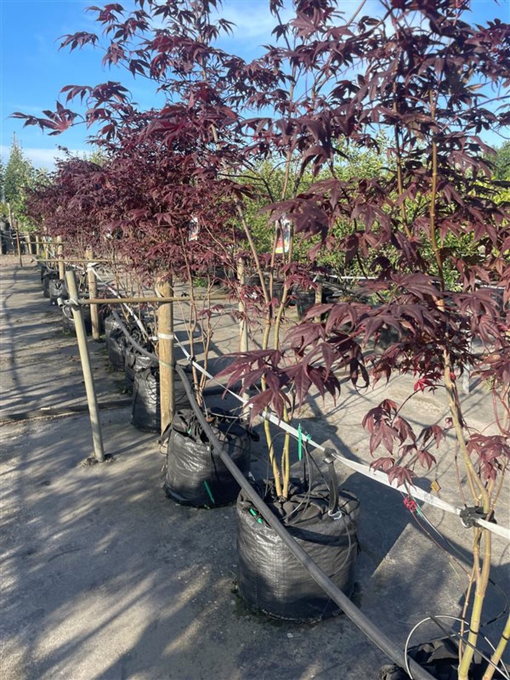 Acer pal. ‘Fireglow’