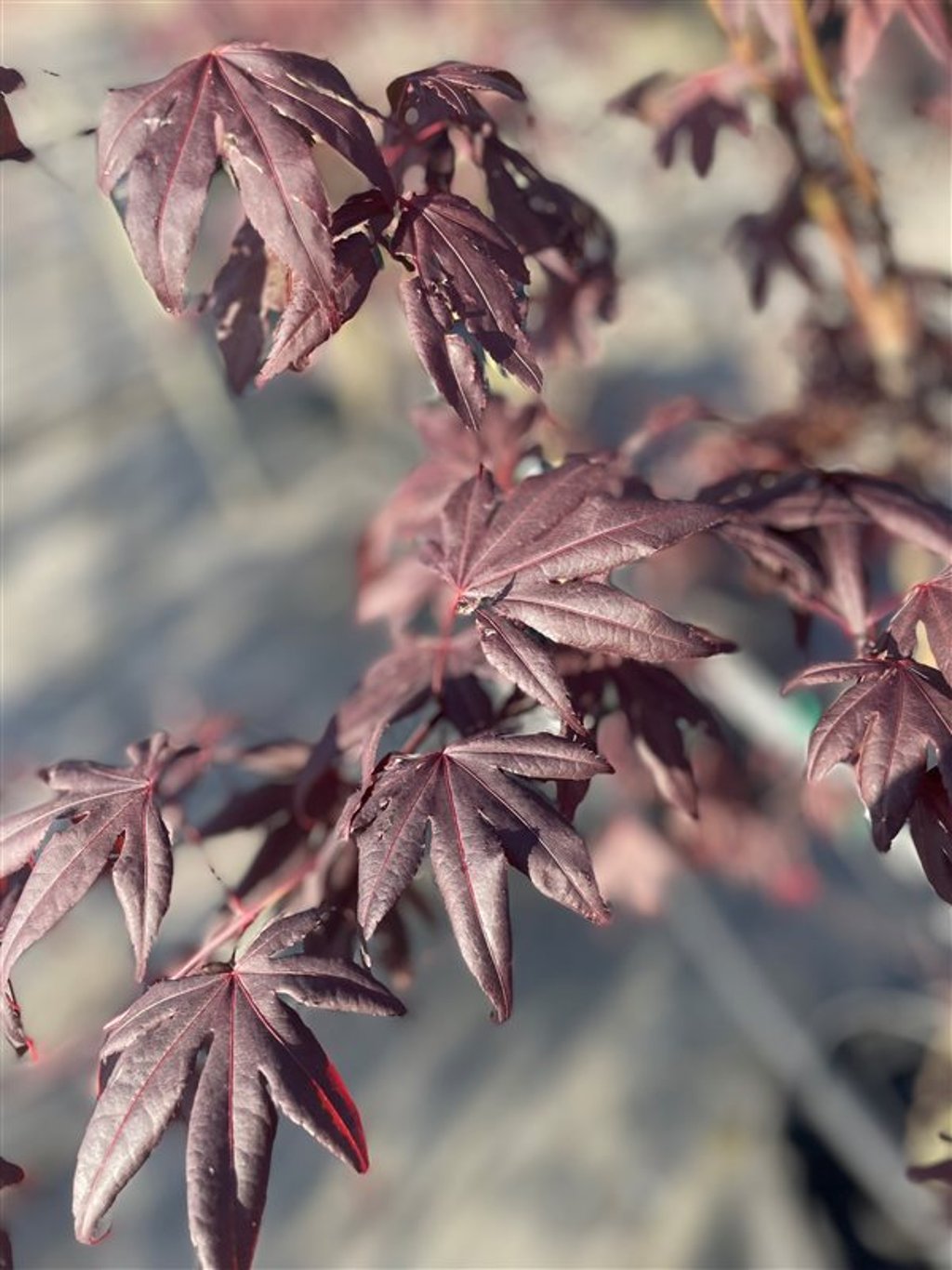 Acer pal. ‘Fireglow’