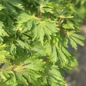 Acer palmatum
