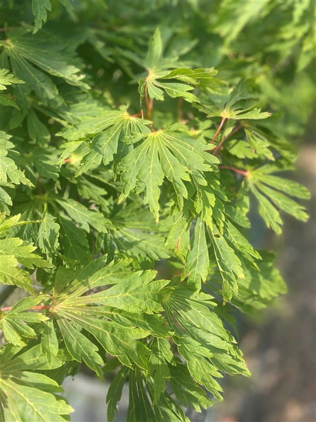 Acer palmatum