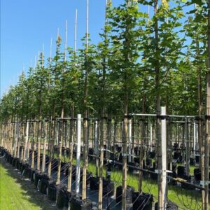 Acer plat. ‘Cleveland’