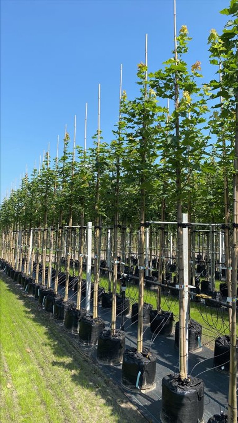 Acer plat. ‘Cleveland’