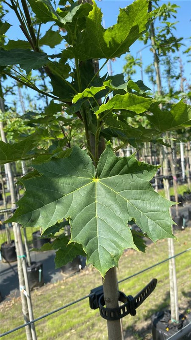 Acer plat. ‘Cleveland’