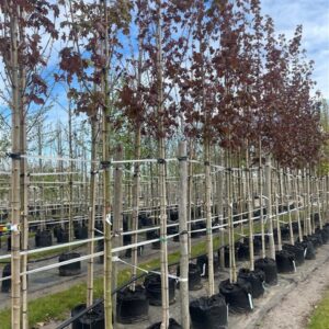 Acer plat. ‘Deborah’