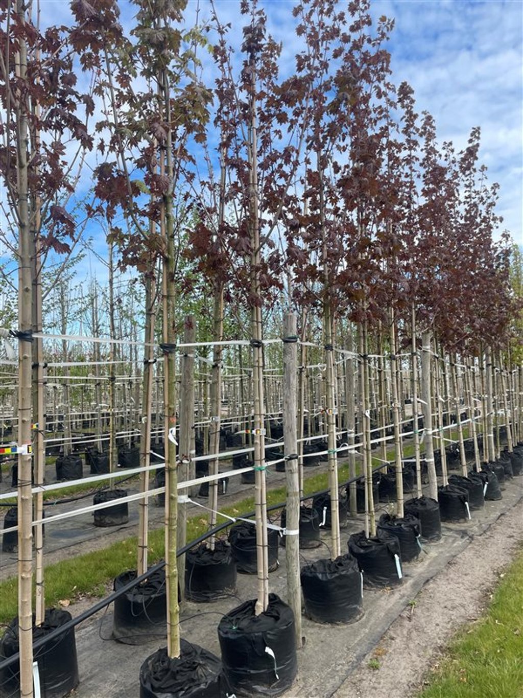 Acer plat. ‘Deborah’