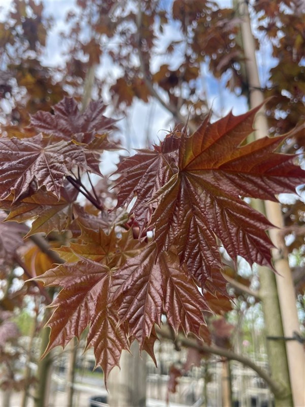 Acer plat. ‘Deborah’