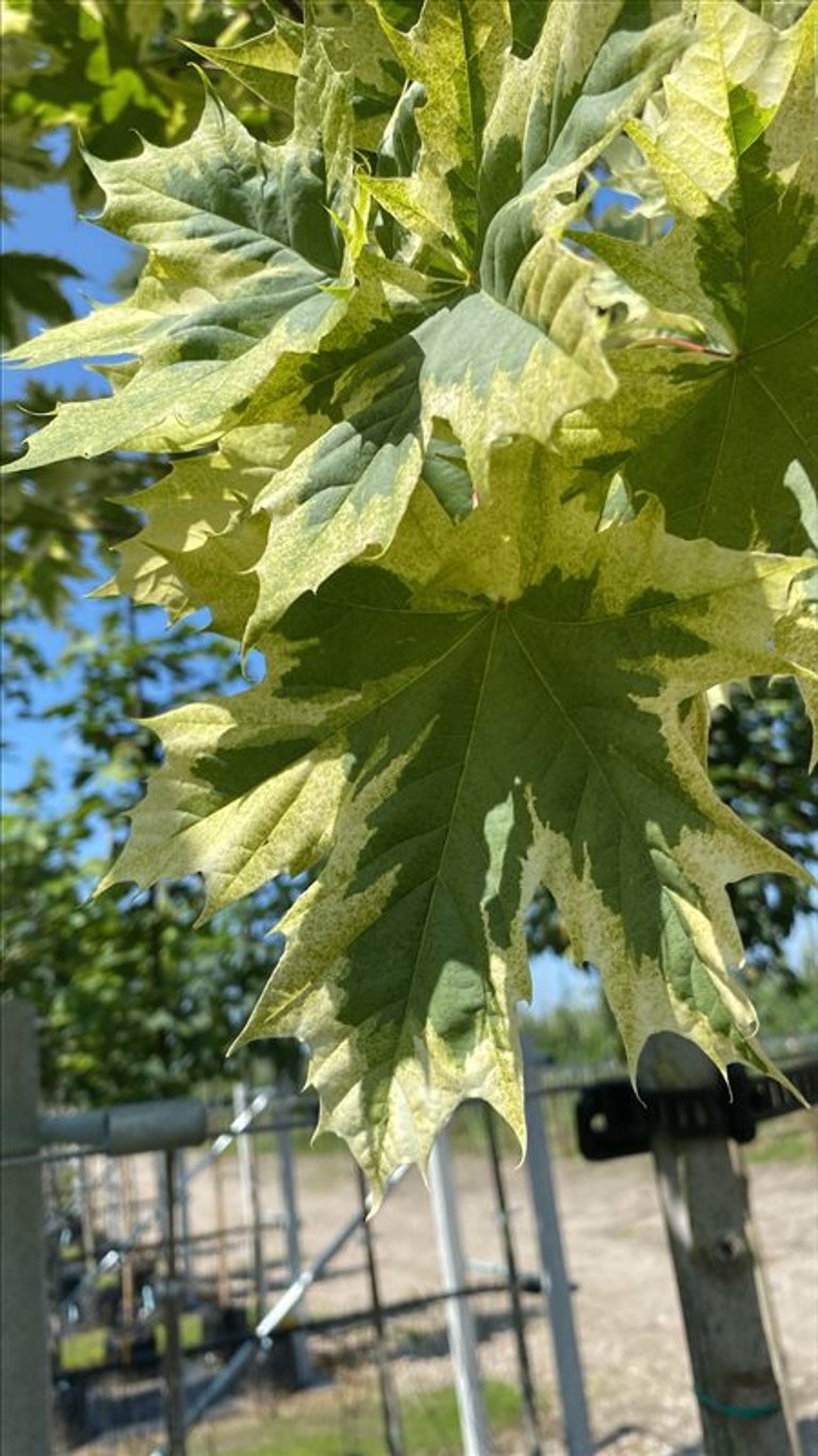 Acer plat. ‘Drummondii’