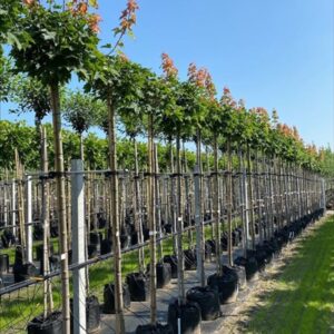 Acer plat. ‘Globosum’
