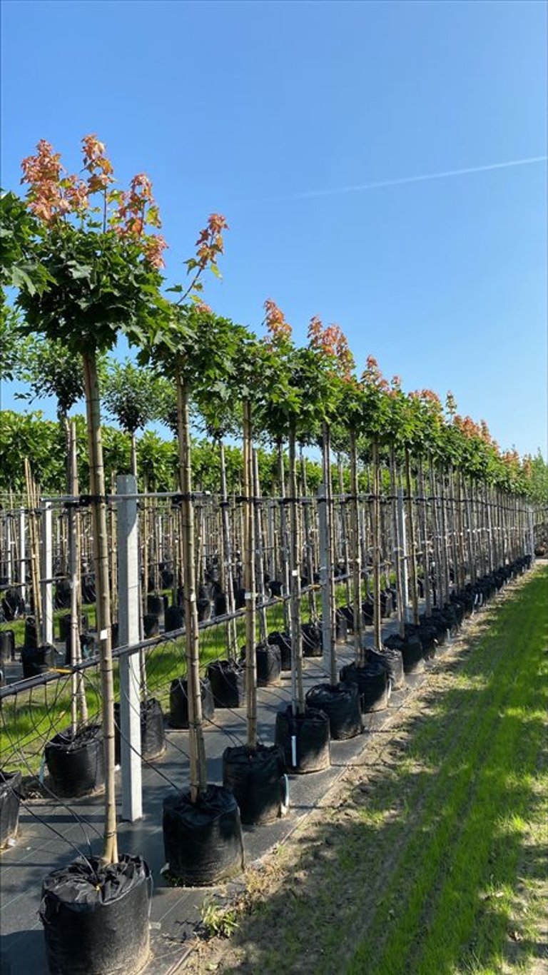 Acer plat. ‘Globosum’