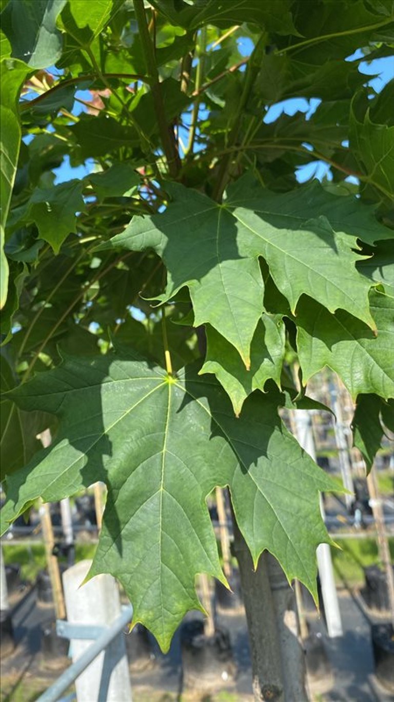 Acer plat. ‘Globosum’