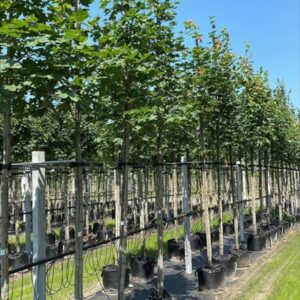 Acer platanoides