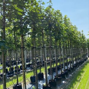 Acer pseudoplatanus