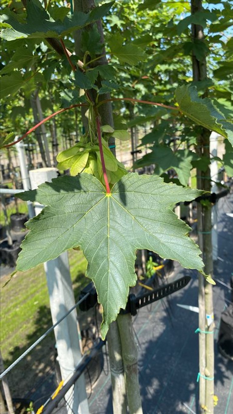 Acer pseudoplatanus