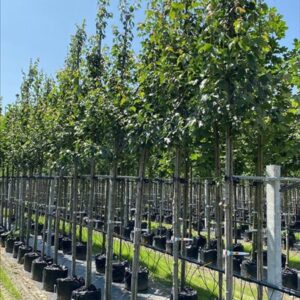 Acer rubrum ‘Red Sunset
