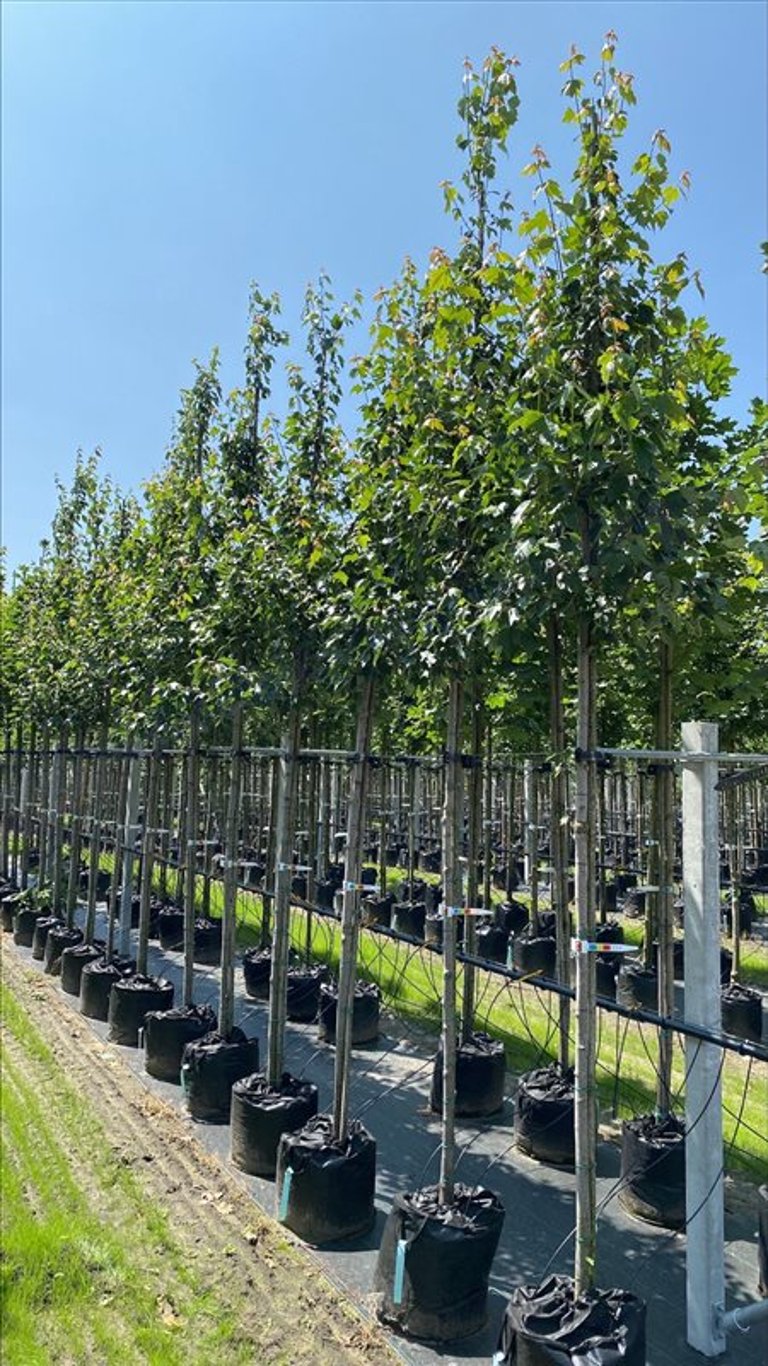 Acer rubrum ‘Red Sunset