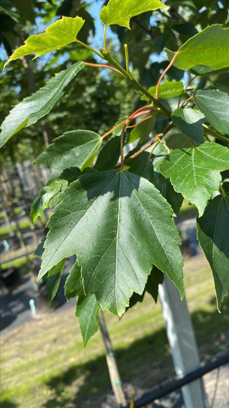 Acer rubrum ‘Red Sunset
