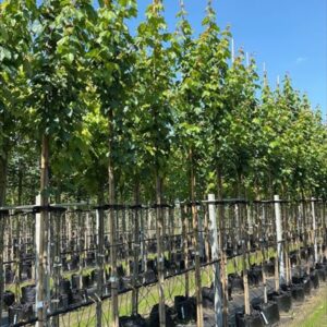 Acer rubrum ‘Scanlon’