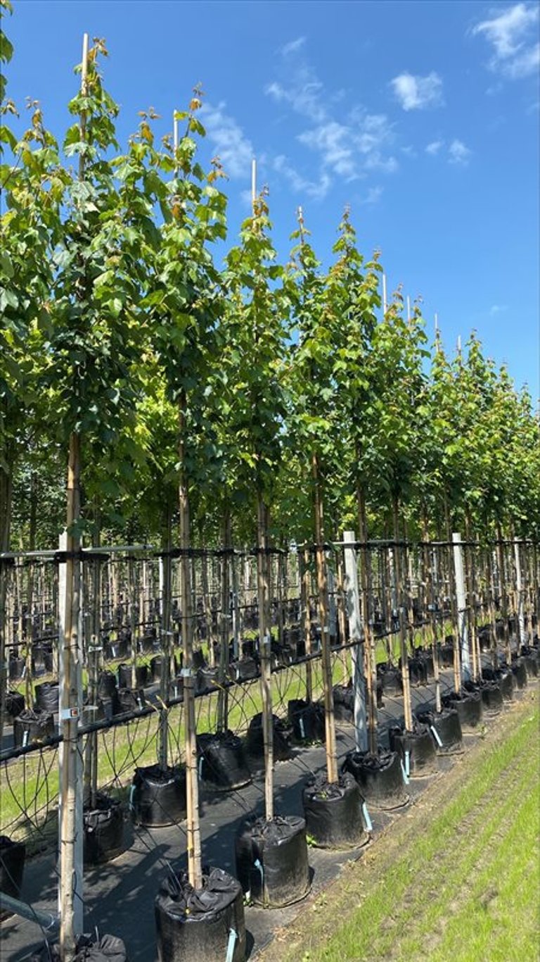 Acer rubrum ‘Scanlon’