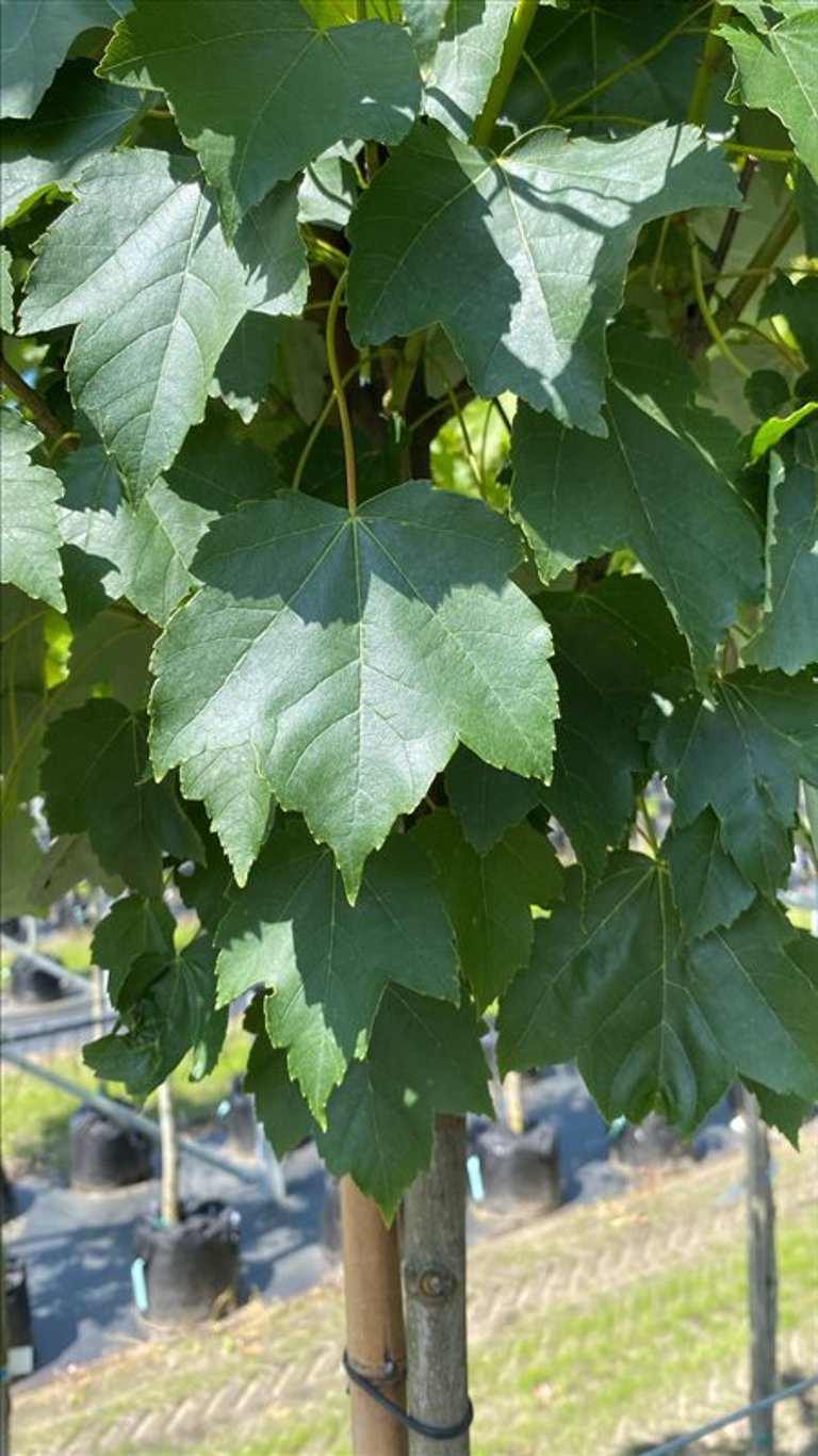 Acer rubrum ‘Scanlon’