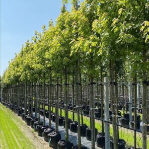 Acer s. ‘Pyramidale’