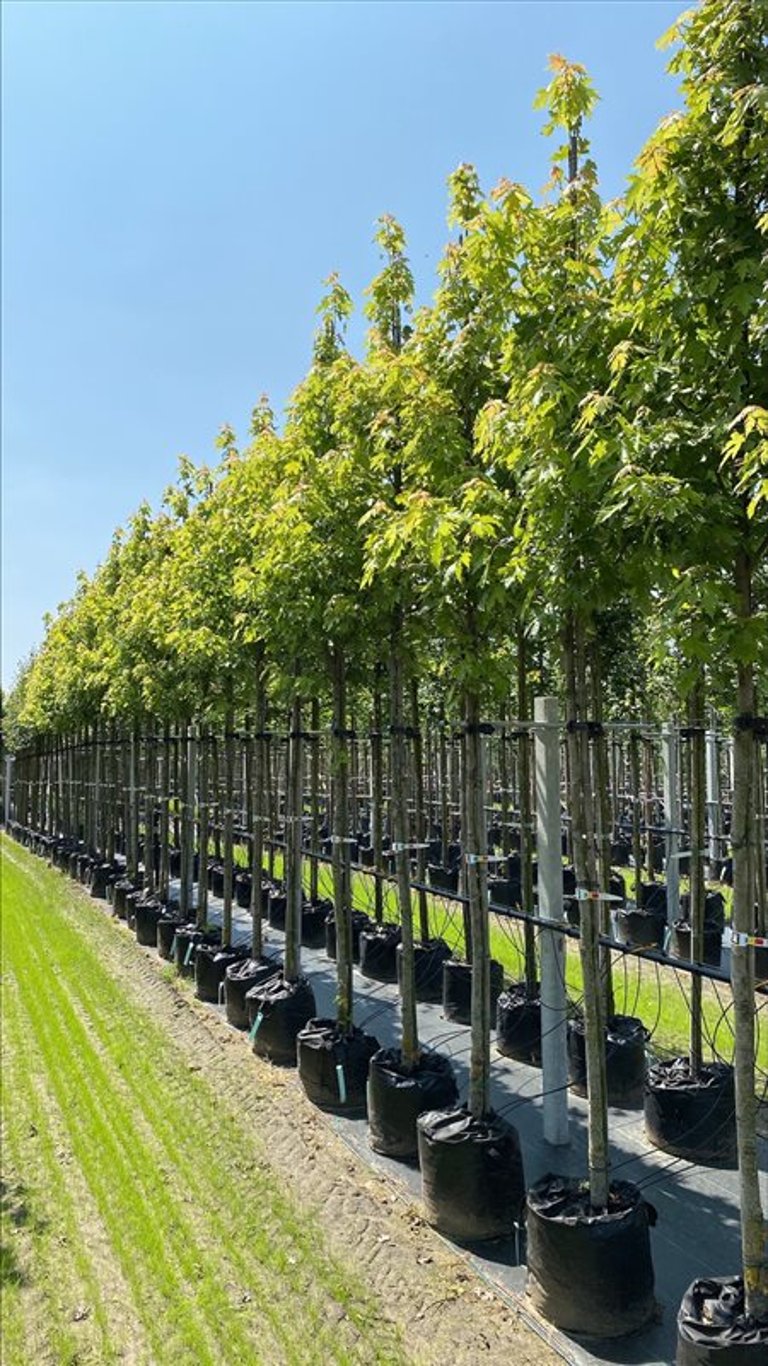 Acer s. ‘Pyramidale’